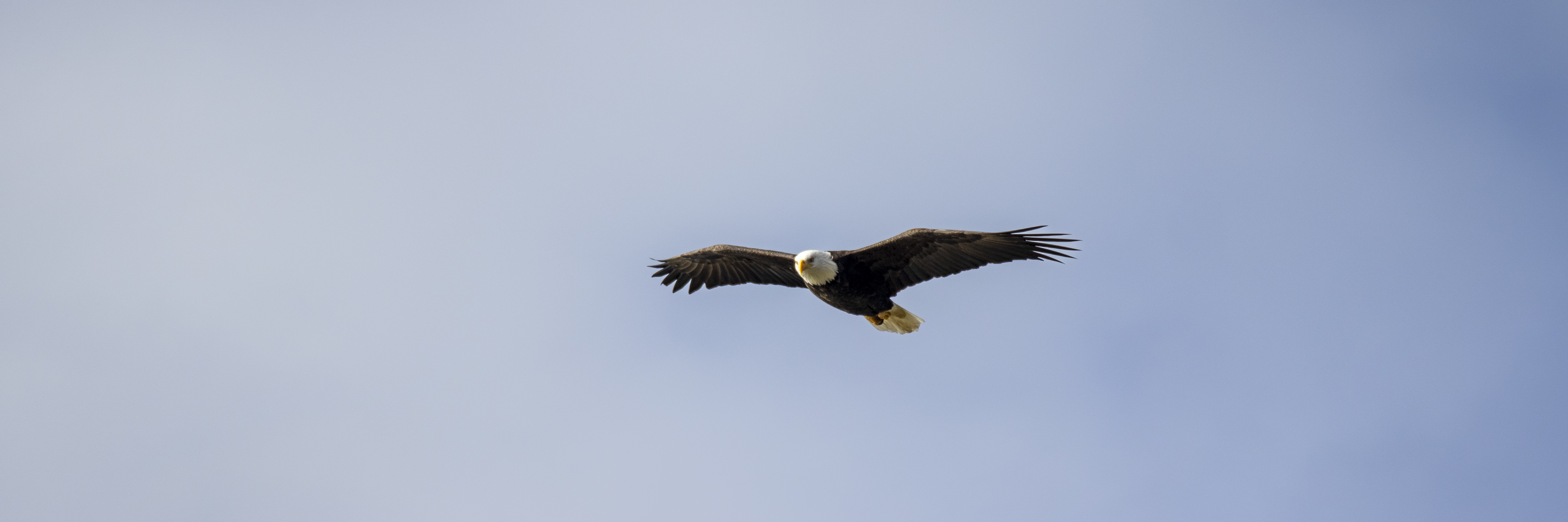 Soaring Eagle